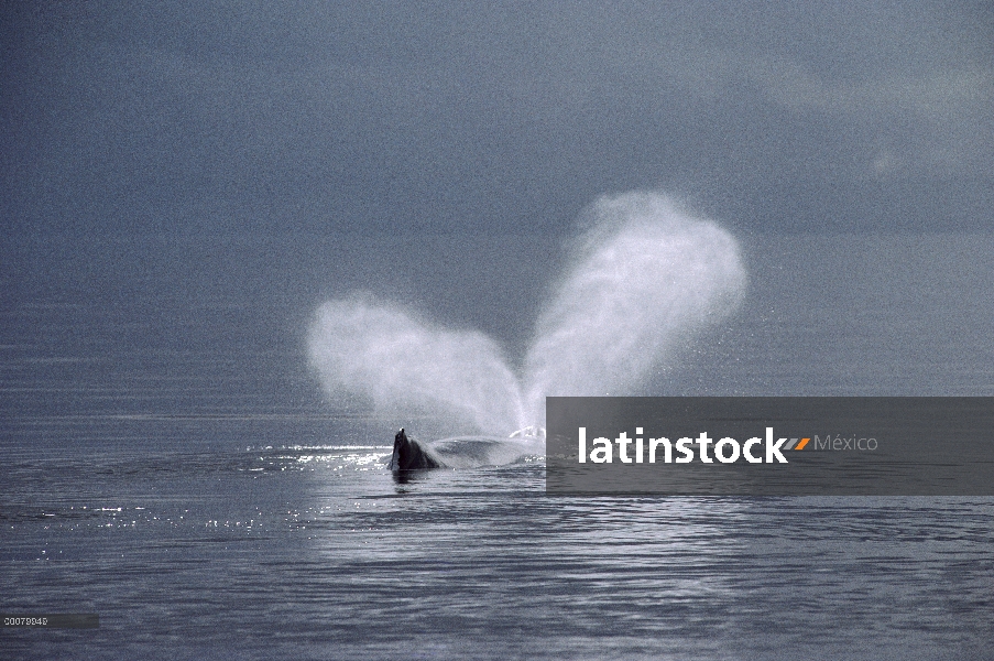 Ballena jorobada (Megaptera novaeangliae) echa en chorro, Hawaii