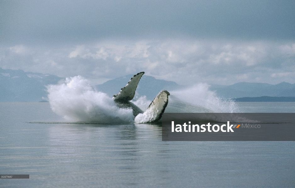 Ballena jorobada (Megaptera novaeangliae) violar, Alaska