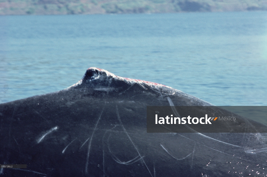 Aleta dorsal sangrienta de ballena jorobada (Megaptera novaeangliae), Hawaii