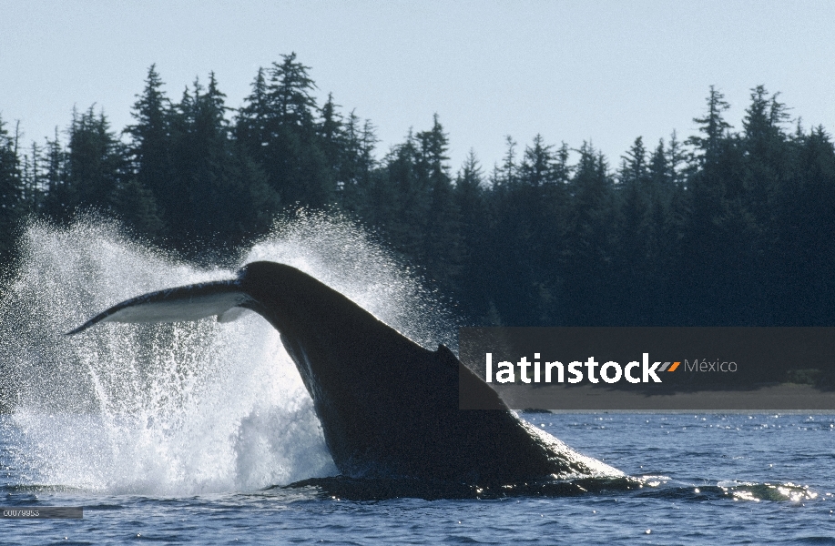 Golpe de cola de ballena jorobada (Megaptera novaeangliae), Alaska