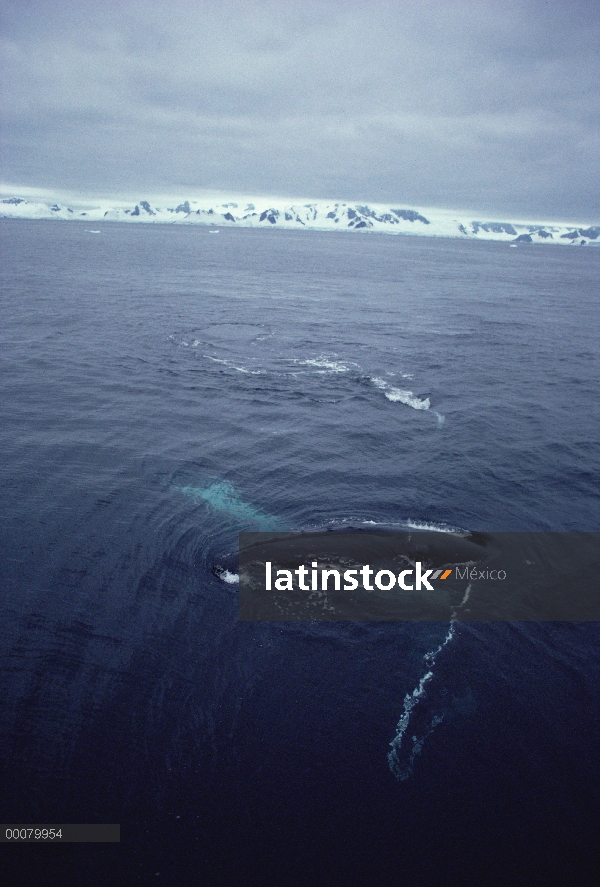 Ballena jorobada (Megaptera novaeangliae) hacia fuera mira al fotógrafo, Antártida