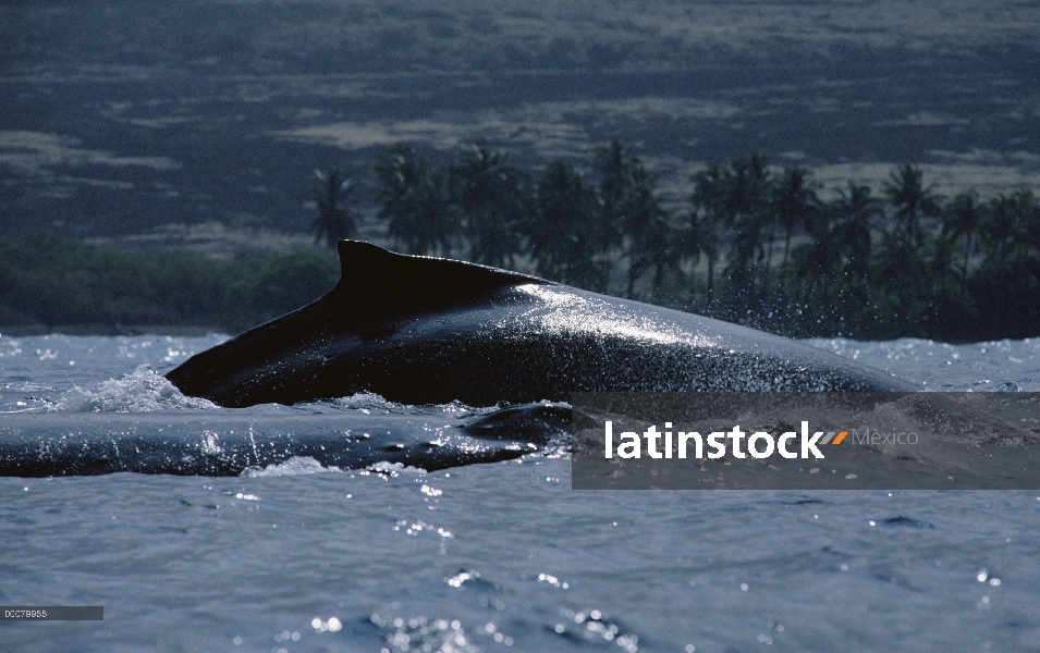 Aleta dorsal de la ballena jorobada (Megaptera novaeangliae), Hawaii