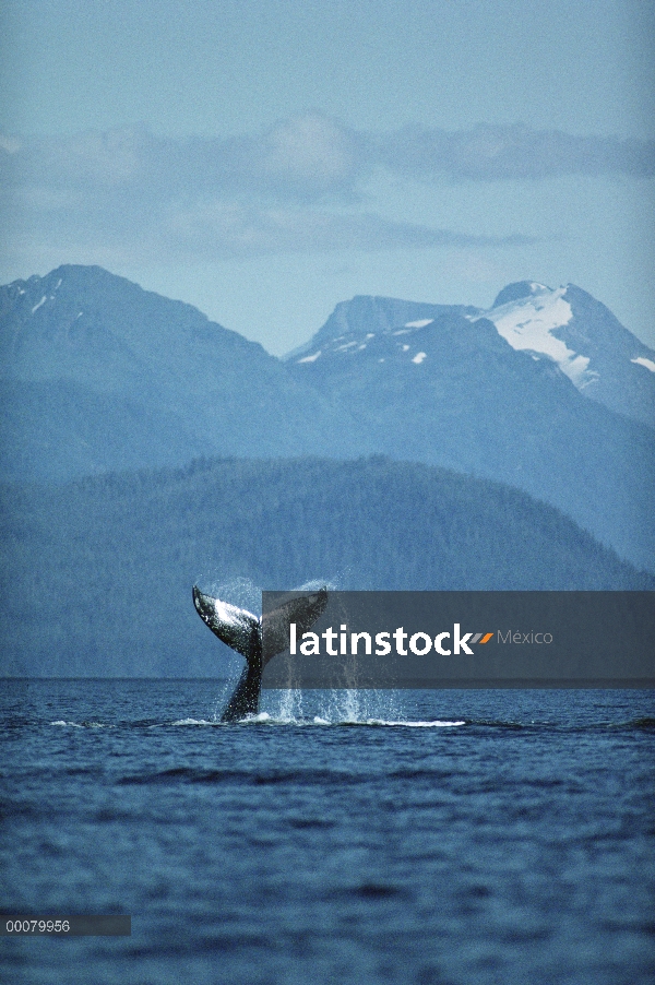 Cola de ballena jorobada (Megaptera novaeangliae), sureste de Alaska