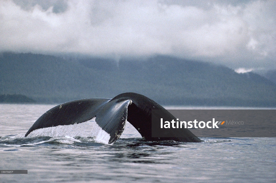 Cola de ballena jorobada (Megaptera novaeangliae), sureste de Alaska