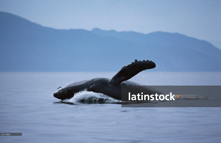 Ballena jorobada (Megaptera novaeangliae) violar, Hawaii