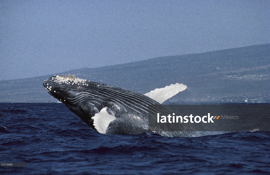 Ballena jorobada (Megaptera novaeangliae) violar, Costa de Kona, Hawaii