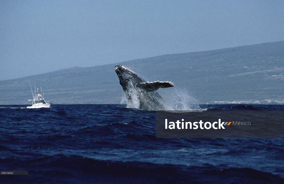 Ballena jorobada (Megaptera novaeangliae) incumplir cerca de barco de investigación, Hawaii