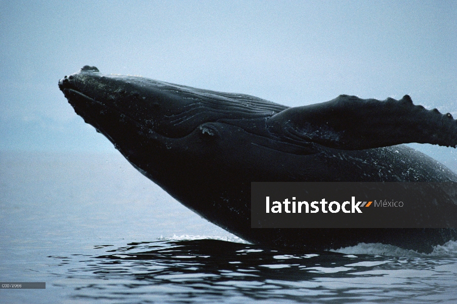 Ballena jorobada (Megaptera novaeangliae) violar, Hawaii