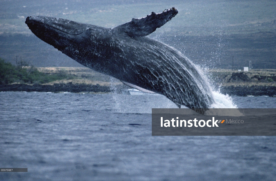 Ballena jorobada (Megaptera novaeangliae) violar, Hawaii