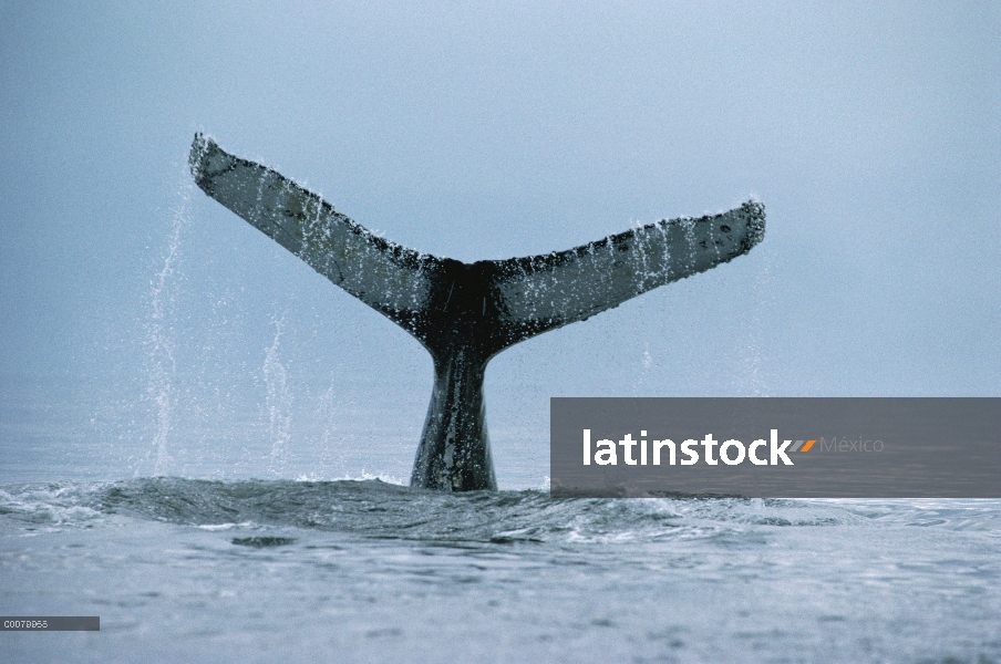 Cola de ballena jorobada (Megaptera novaeangliae), sureste de Alaska