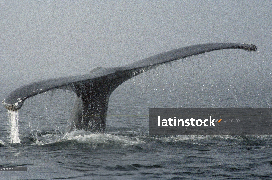 Cola de ballena jorobada (Megaptera novaeangliae)