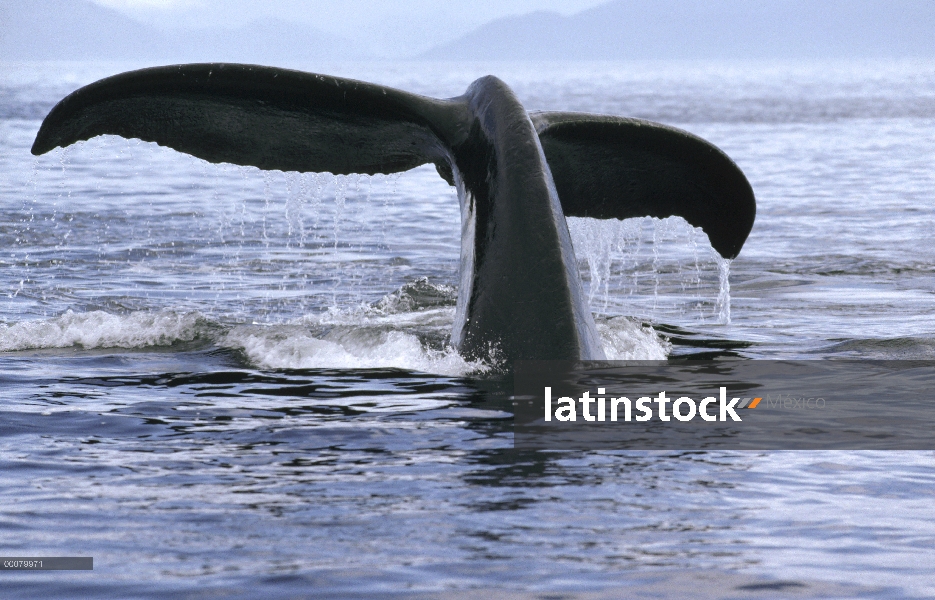 Cola de ballena jorobada (Megaptera novaeangliae), Alaska