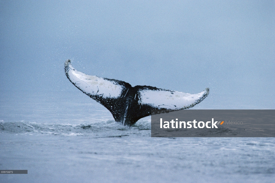 Cola de ballena jorobada (Megaptera novaeangliae), sureste de Alaska