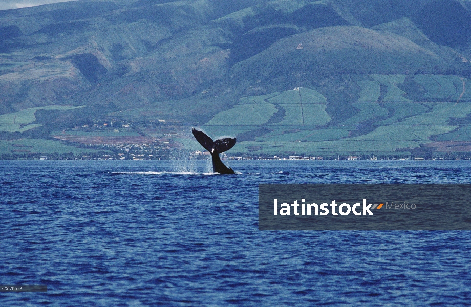 Lob de cola de ballena jorobada (Megaptera novaeangliae), Hawaii