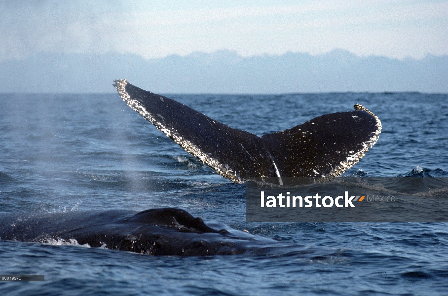 Cola de ballena jorobada (Megaptera novaeangliae) y el pico, Hawaii