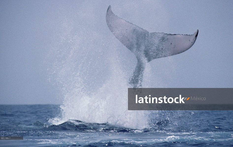 Golpe de cola de ballena jorobada (Megaptera novaeangliae), Hawaii