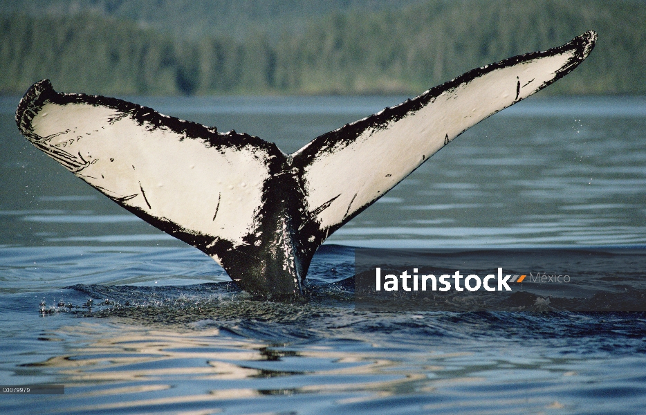 Cola de ballena jorobada (Megaptera novaeangliae)