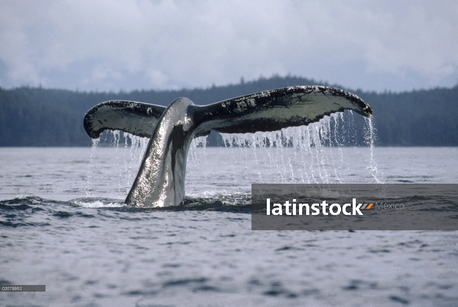 Cola de ballena jorobada (Megaptera novaeangliae), Alaska