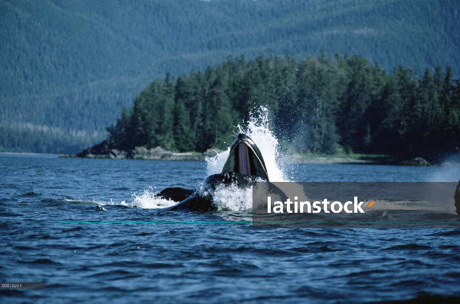 Ballena jorobada (Megaptera novaeangliae) gulp alimentación, sureste de Alaska