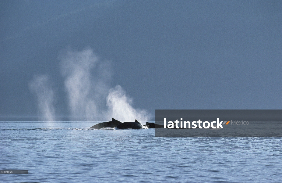 Figura de grupo de ballena jorobada (Megaptera novaeangliae)