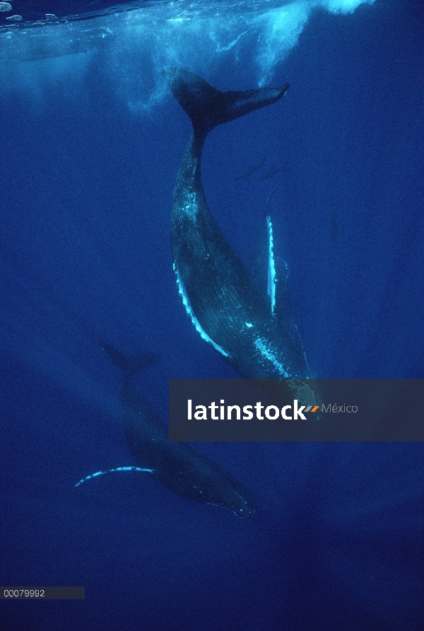 Par de la ballena jorobada (Megaptera novaeangliae) buceo, Hawaii