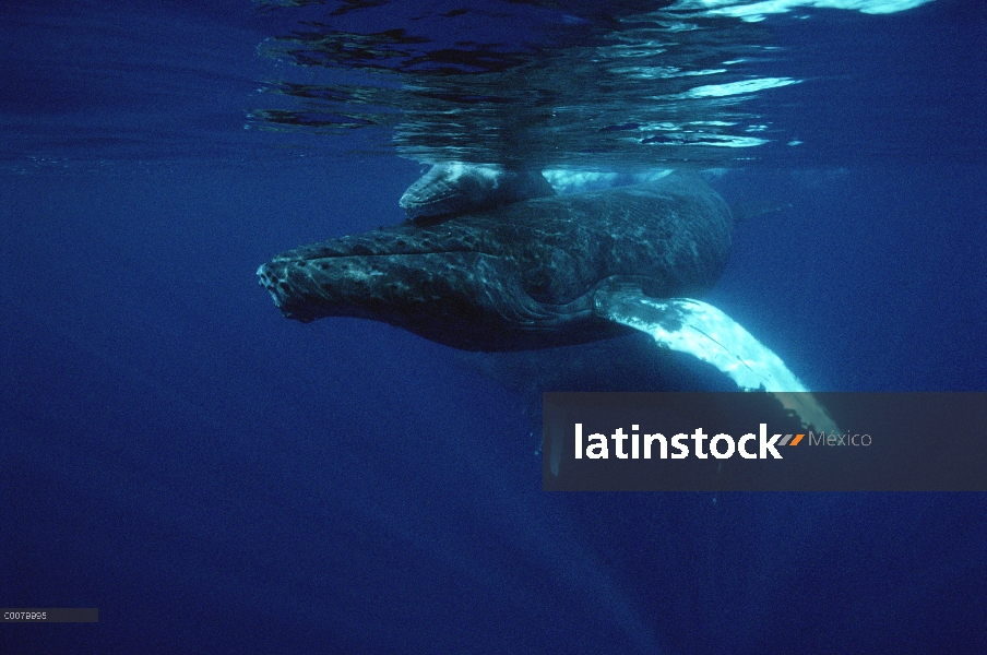 Ballena jorobada (Megaptera novaeangliae) madre y el becerro, Hawaii