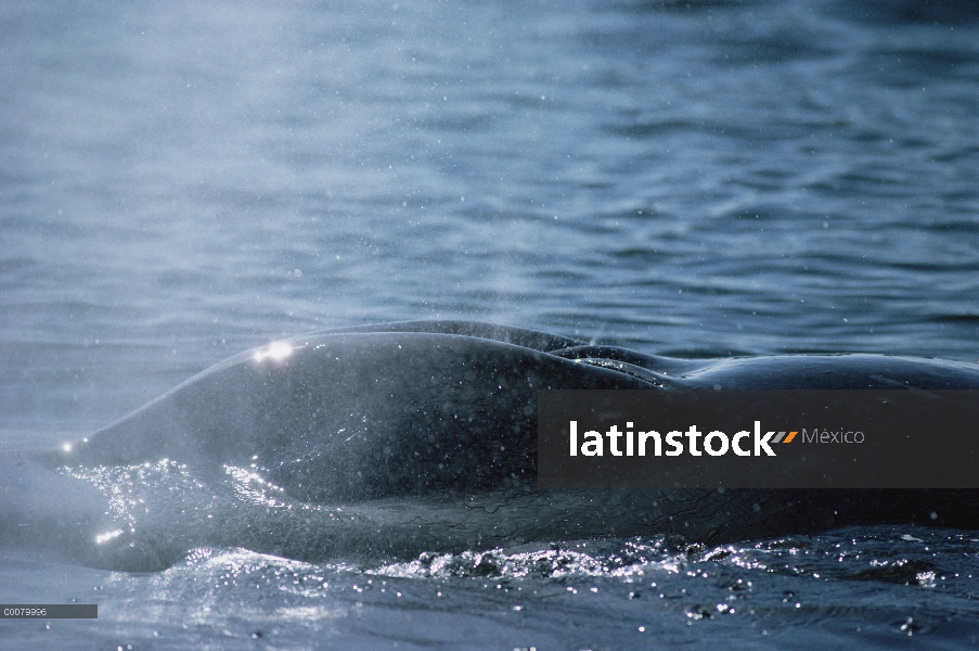 Surtidor de la ballena jorobada (Megaptera novaeangliae) del espiráculo, Hawaii