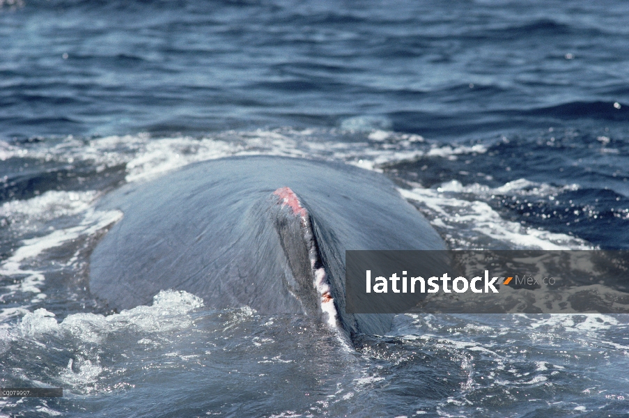 Aleta dorsal sangrienta de ballena jorobada (Megaptera novaeangliae)