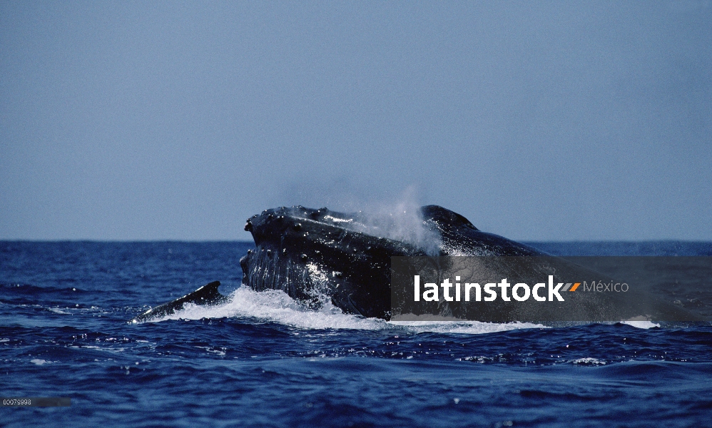 Ballena jorobada (Megaptera novaeangliae) gulp alimentación, sureste de Alaska