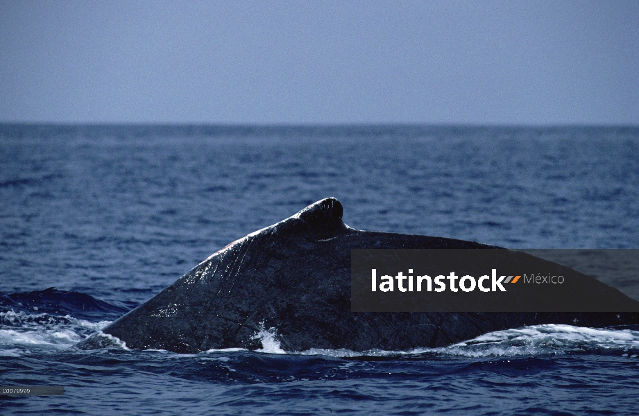 Aleta dorsal de la ballena jorobada (Megaptera novaeangliae)