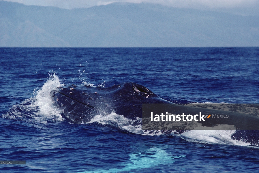 Ballena jorobada (Megaptera novaeangliae) en la superficie del agua