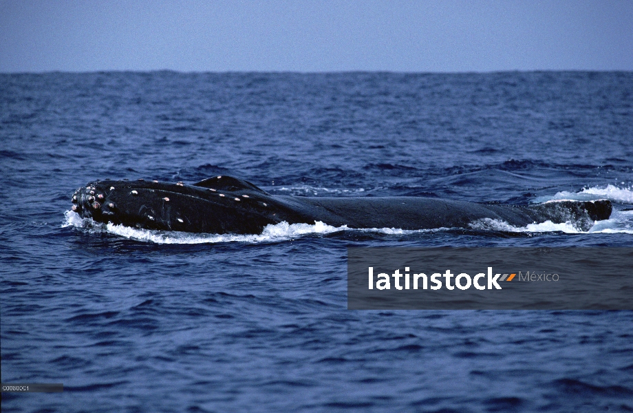 Ballena jorobada (Megaptera novaeangliae) en superficie