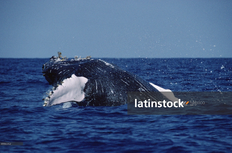 Ballena jorobada (Megaptera novaeangliae) violar, Hawaii