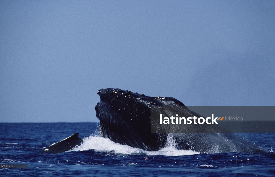 Ballena jorobada (Megaptera novaeangliae) par alimentación