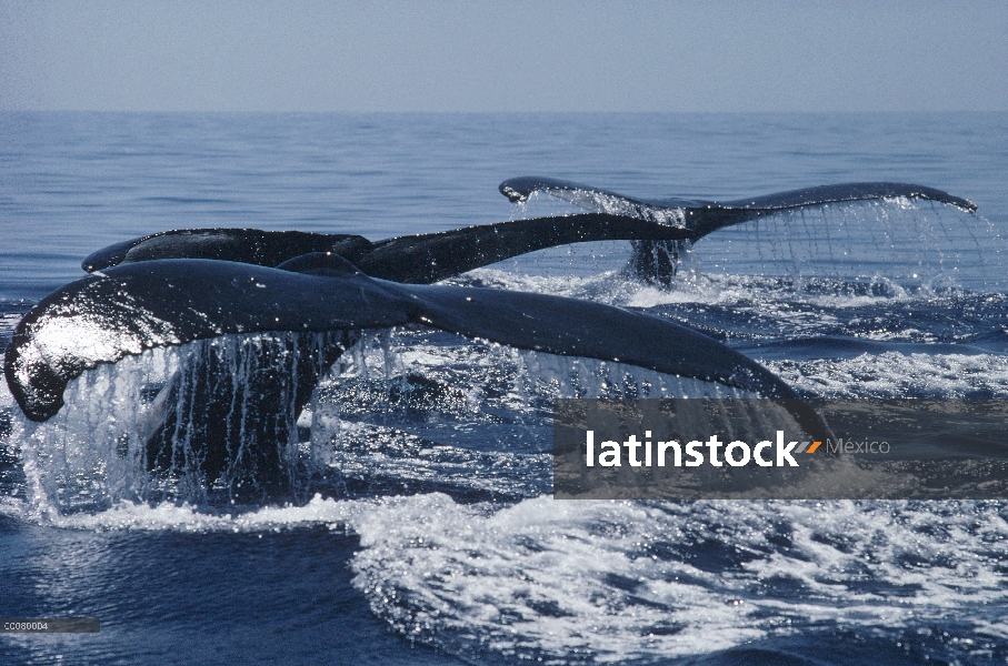 Tres colas de ballena jorobada (Megaptera novaeangliae), Alaska