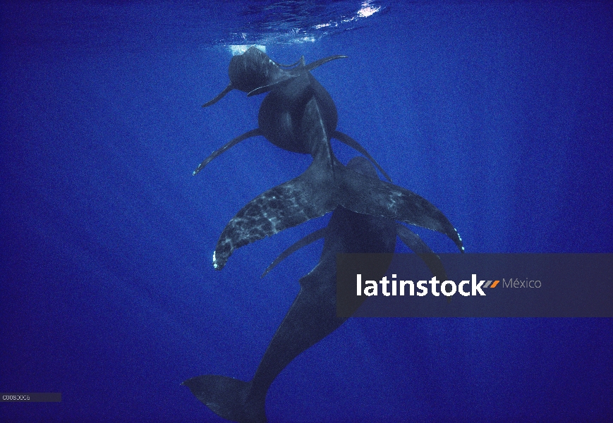 Ballena jorobada (Megaptera novaeangliae) becerro, madre y acompañante masculino, Maui, Hawaii