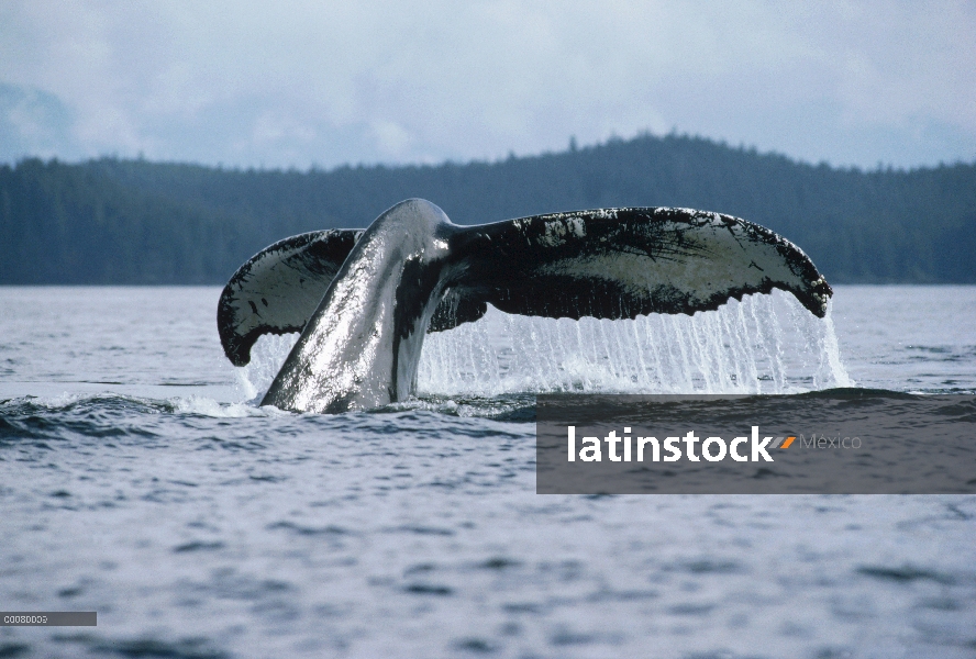 Cola de ballena jorobada (Megaptera novaeangliae), Alaska