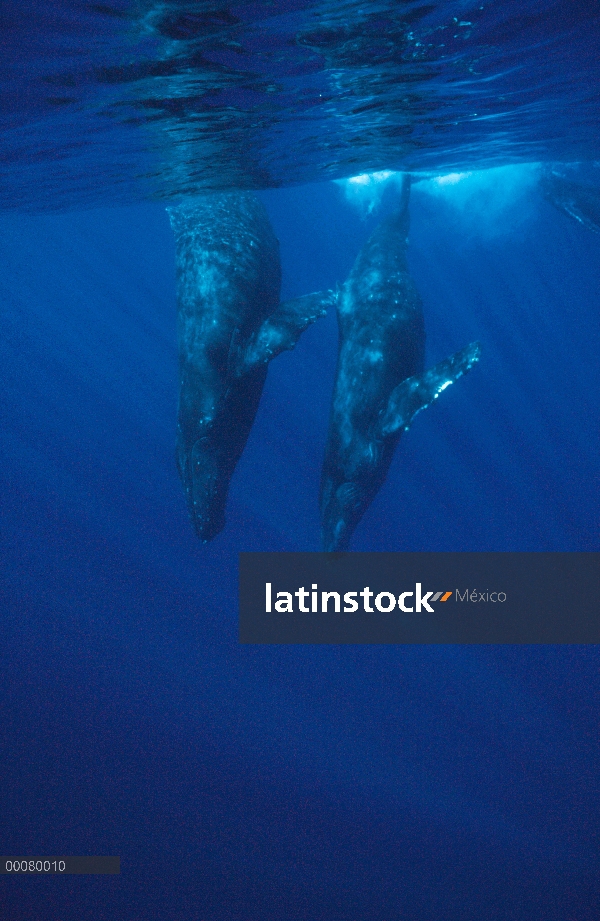 Par de la ballena jorobada (Megaptera novaeangliae) buceo, Hawaii