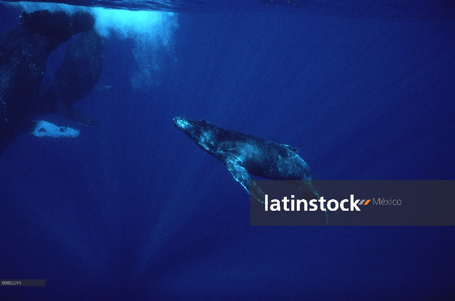 Grupo de ballenas jorobadas (Megaptera novaeangliae), Hawaii