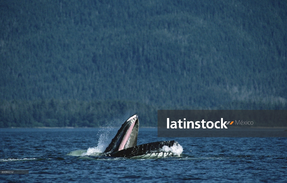 Ballena jorobada (Megaptera novaeangliae) gulp alimentación, sureste de Alaska