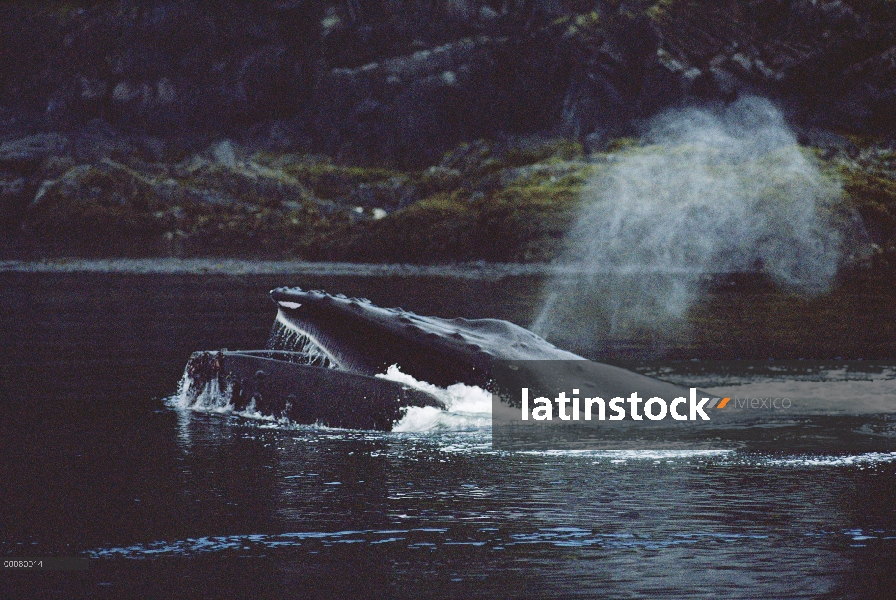 Ballena jorobada (Megaptera novaeangliae) gulp alimentación, sureste de Alaska