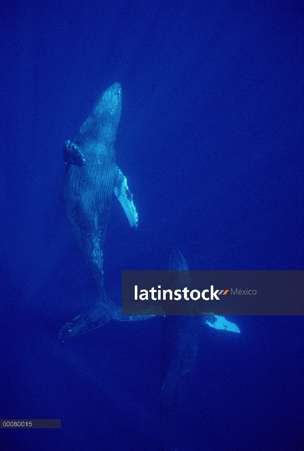 Par de ballena jorobada (Megaptera novaeangliae), Hawaii