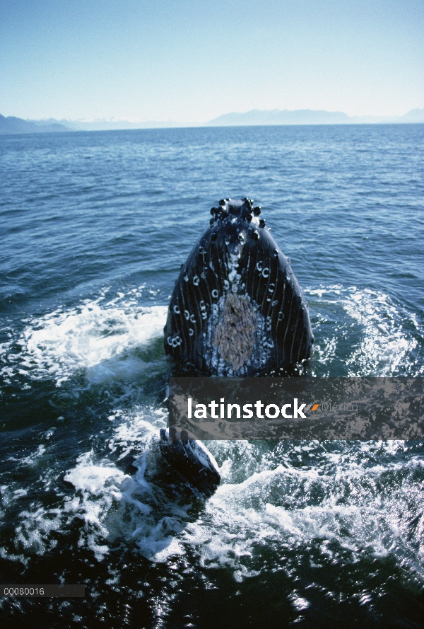 Dos de la ballena jorobada (Megaptera novaeangliae), sureste de Alaska