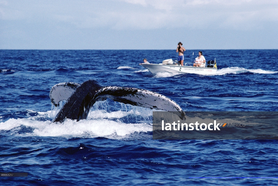 Los investigadores fotografiar ballenas jorobadas (Megaptera novaeangliae), Hawaii