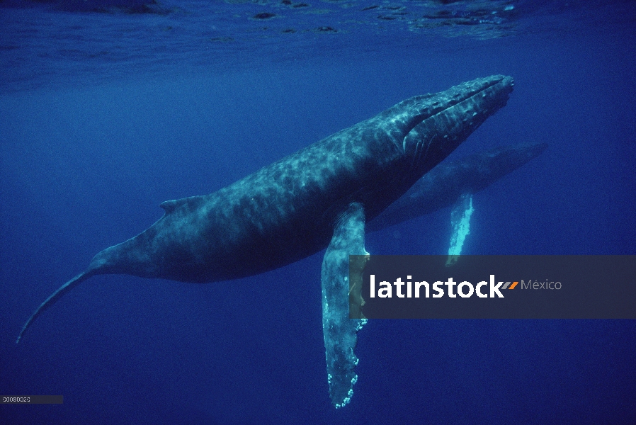 Par de la ballena jorobada (Megaptera novaeangliae), Hawaii