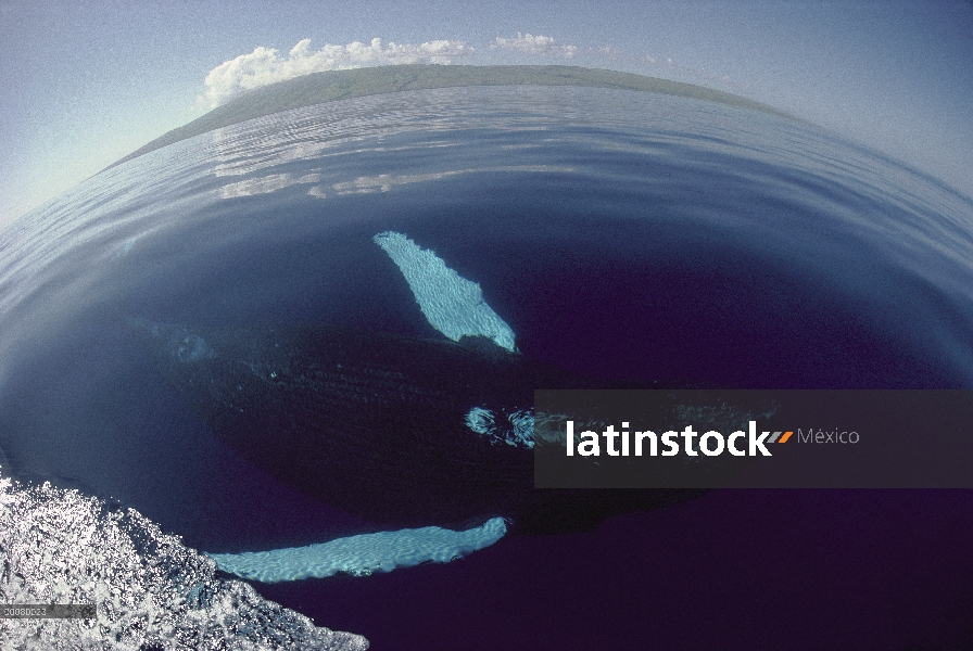 Ballena jorobada (Megaptera novaeangliae) natación boca abajo en la superficie, Hawaii