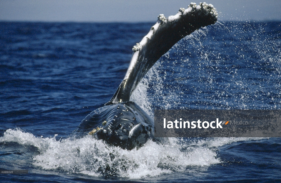 Bofetada de aleta de ballena jorobada (Megaptera novaeangliae), Hawaii