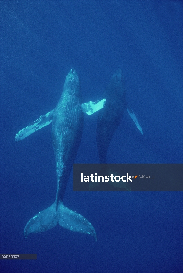 Ballena jorobada (Megaptera novaeangliae) submarinos, Hawaii