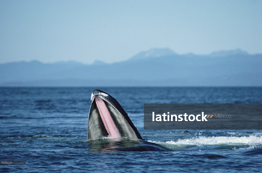 Ballena jorobada (Megaptera novaeangliae) trago de alimentación, mostrando barbas, Alaska