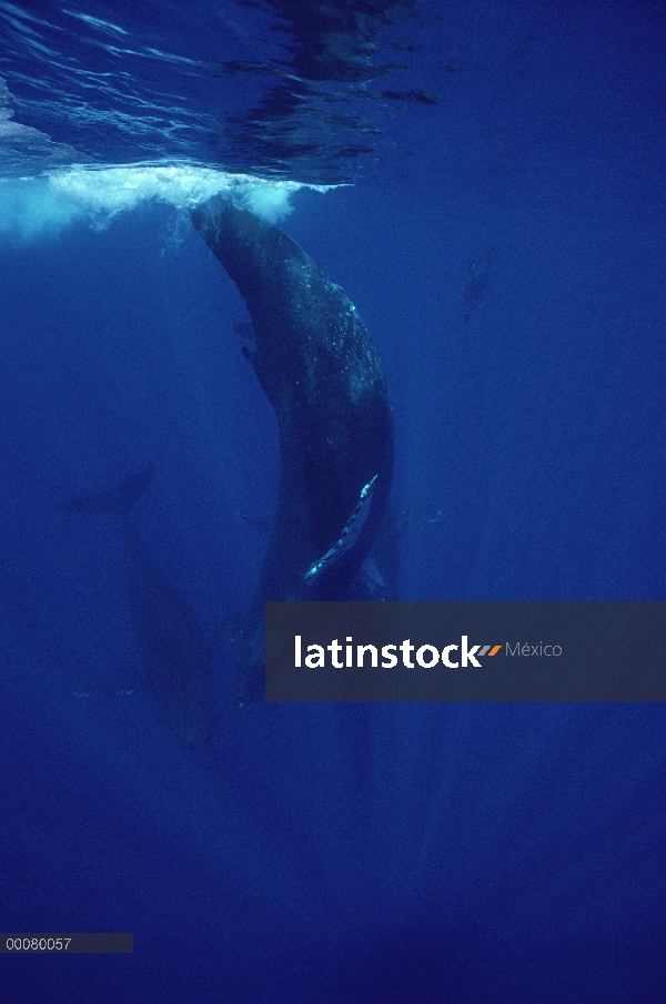 Trío de la ballena jorobada (Megaptera novaeangliae) buceo, Maui, Hawaii